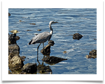EUROPEAN HERON - Steve Hodson